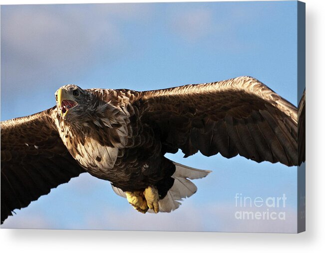 White_tailed Eagle Acrylic Print featuring the photograph European Flying Sea Eagle 1 by Heiko Koehrer-Wagner