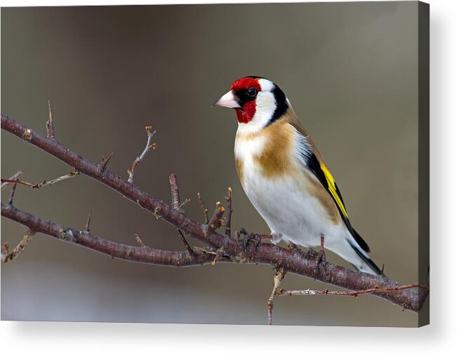 Goldfinch Acrylic Print featuring the photograph European Goldfinch by Torbjorn Swenelius