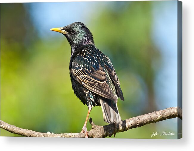 Animal Acrylic Print featuring the photograph European Starling in a Tree by Jeff Goulden