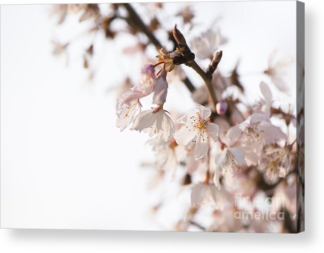 Evening Cherry Blossom Acrylic Print featuring the photograph Evening Cherry Blossom by Anne Gilbert