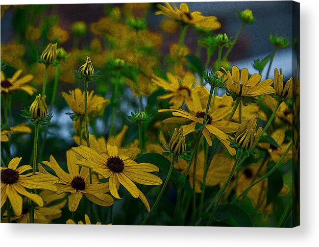 Flowers Acrylic Print featuring the photograph Evening Light by Larry Goss