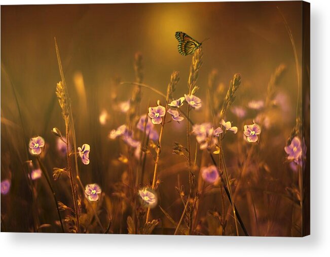 Butterfly Acrylic Print featuring the photograph Evening Magic by Movie Poster Prints