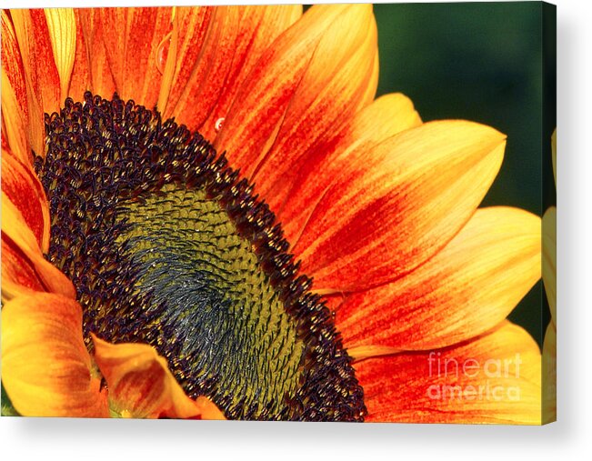 Evening Sun Acrylic Print featuring the photograph Evening Sun Sunflower by Sharon Talson