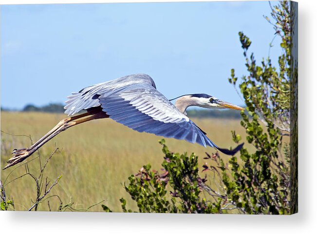 Wildlife Acrylic Print featuring the photograph Everglades Heron by Kenneth Albin
