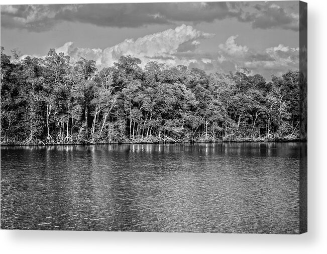 Everglades Acrylic Print featuring the photograph Everglades by Timothy Lowry