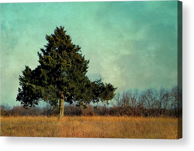 Tree Acrylic Print featuring the photograph Evergreen by Deena Stoddard