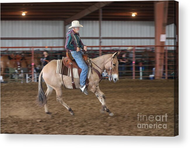 Mule Acrylic Print featuring the photograph Every Second Counts by Kathryn Cornett