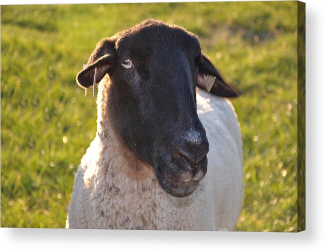 Animals Acrylic Print featuring the photograph Ewe Bet I'm Cute by Jan Amiss Photography