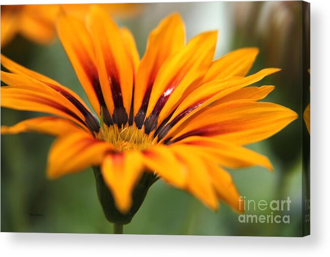 Flowers Acrylic Print featuring the photograph Exotic Flower by Yumi Johnson