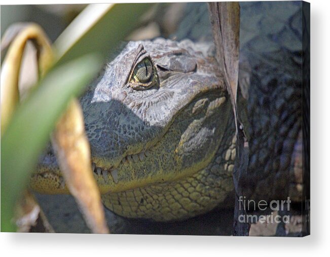 Costa Rica Acrylic Print featuring the photograph Eye of the Caiman by Bob Hislop