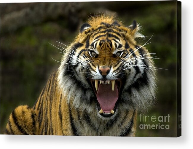 Tiger Acrylic Print featuring the photograph Eyes of the Tiger by Michael Dawson