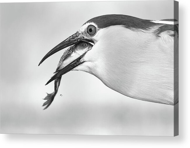Heron Acrylic Print featuring the photograph Eyes by Sufang Wang