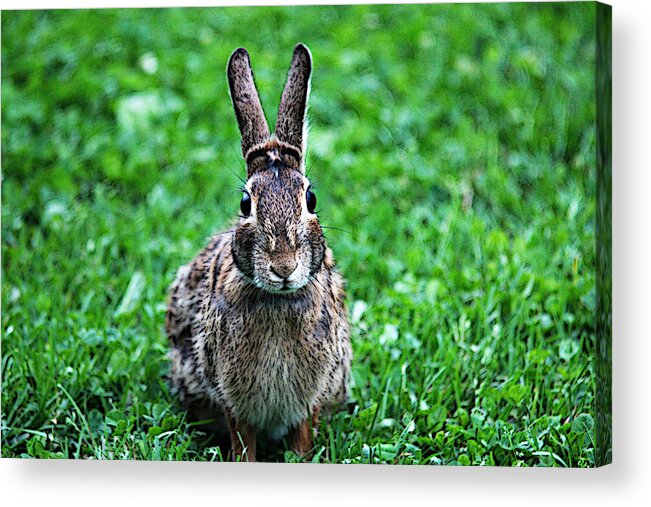 Bunny Acrylic Print featuring the photograph Eyes Wide Open by Trina Ansel