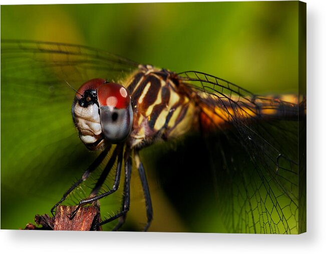 Dragonfly Acrylic Print featuring the photograph Face Of The Dragon by Mike Farslow