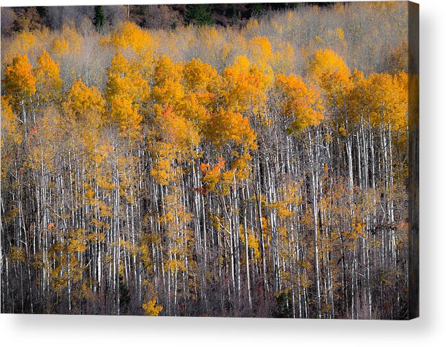 Landscape Acrylic Print featuring the photograph Fading Fall by Chuck Jason