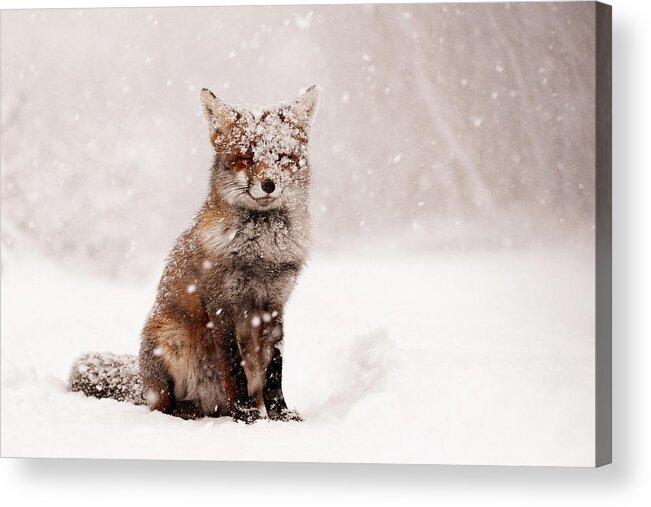 Fox Acrylic Print featuring the photograph Fairytale Fox _ Red Fox in a Snow Storm by Roeselien Raimond