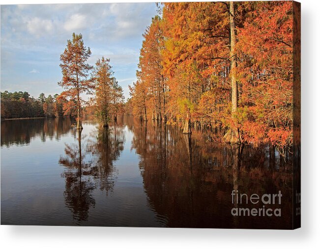 Trap Pond Acrylic Print featuring the photograph Fall at Trap Pond by Robert Pilkington