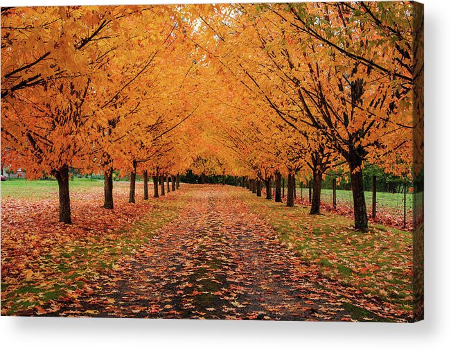 Scenics Acrylic Print featuring the photograph Fall Driveway by Piriya Photography