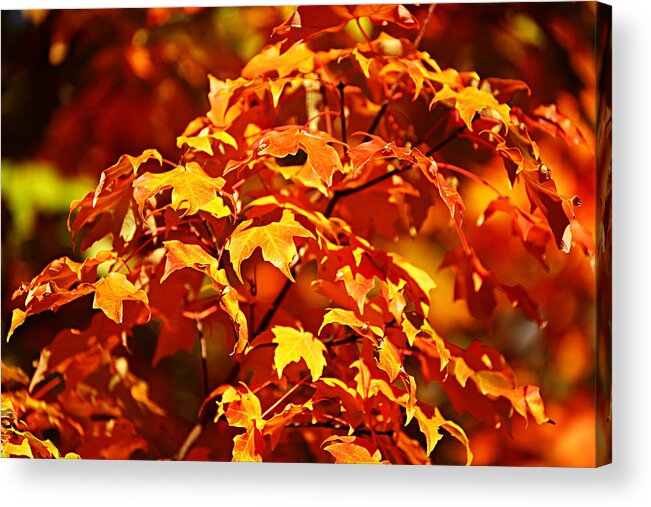 Autumn Acrylic Print featuring the photograph Fall Foliage Colors 14 by Metro DC Photography