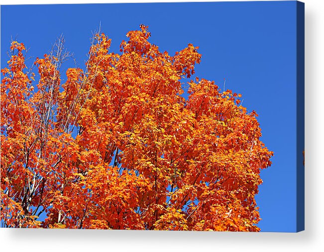 Autumn Acrylic Print featuring the photograph Fall Foliage Colors 19 by Metro DC Photography