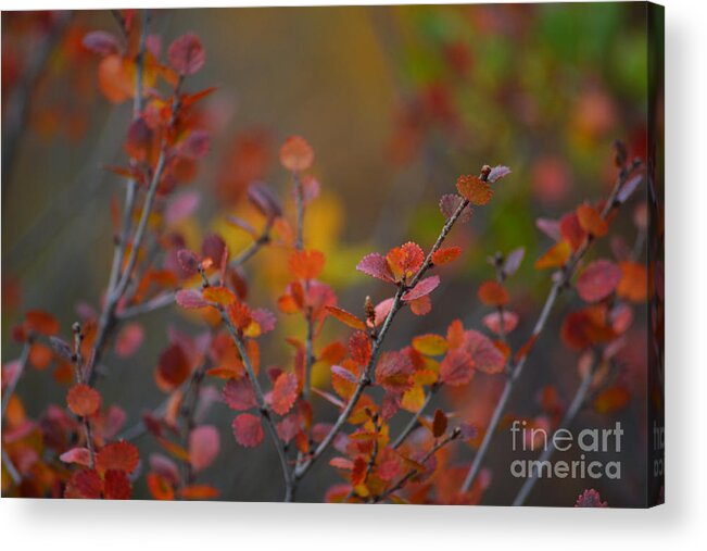 Alaska Acrylic Print featuring the photograph Fall in Alaska by Kate Avery