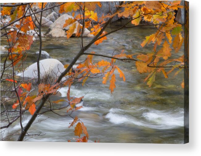 Fall Acrylic Print featuring the photograph Fall in NH 1 by Natalie Rotman Cote