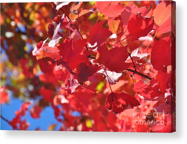 Red Leaves Acrylic Print featuring the photograph Fall Leaves in Oregon by Mindy Bench