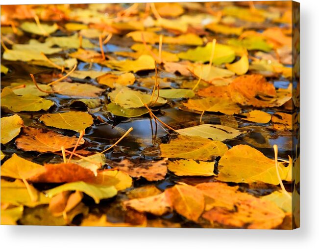 Montana Autumn Photographs Acrylic Print featuring the photograph Fall on the Water by Kevin Bone