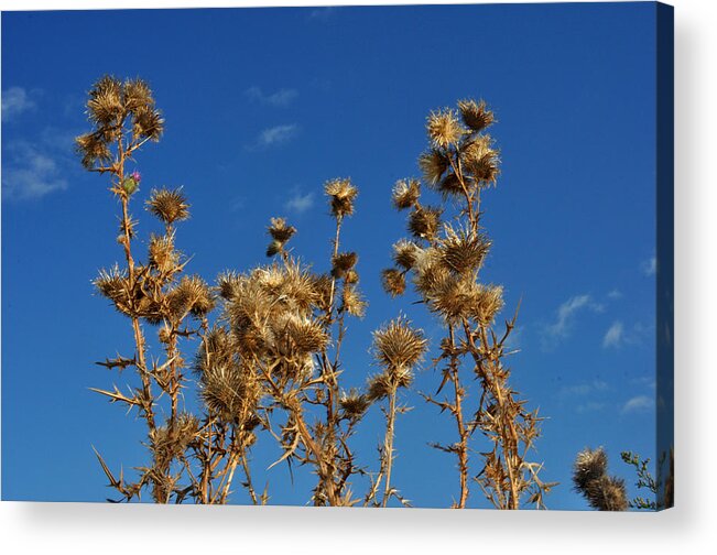 Thistles Acrylic Print featuring the photograph Fall thistles in Iowa by Diane Lent