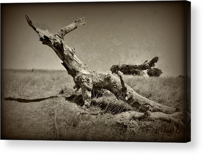 Tree Acrylic Print featuring the photograph Fallen by Kelly Nowak