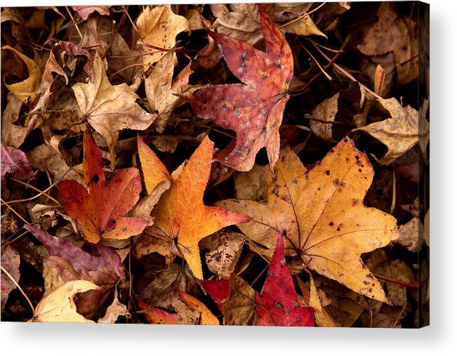 Red Acrylic Print featuring the photograph Fallen Leaves by Rebecca Davis