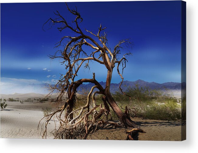 California Acrylic Print featuring the photograph Fallen by Ricardo Dominguez