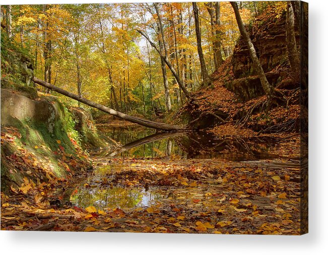 Pewitt's Nest Acrylic Print featuring the photograph Fallen Tree by Leda Robertson