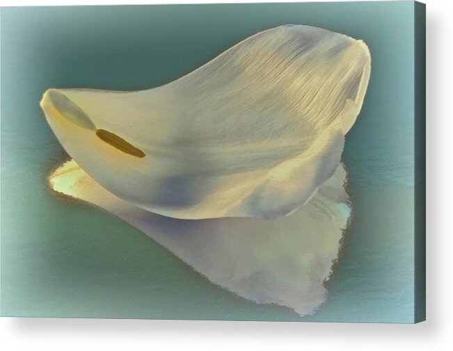 Flower Acrylic Print featuring the photograph Fallen White Petal on Aqua by Phyllis Meinke