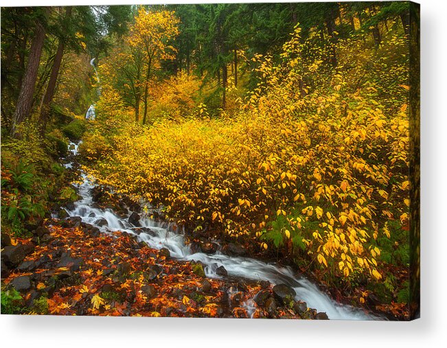 Columbia River Gorge Acrylic Print featuring the photograph Falling For Fall by Darren White