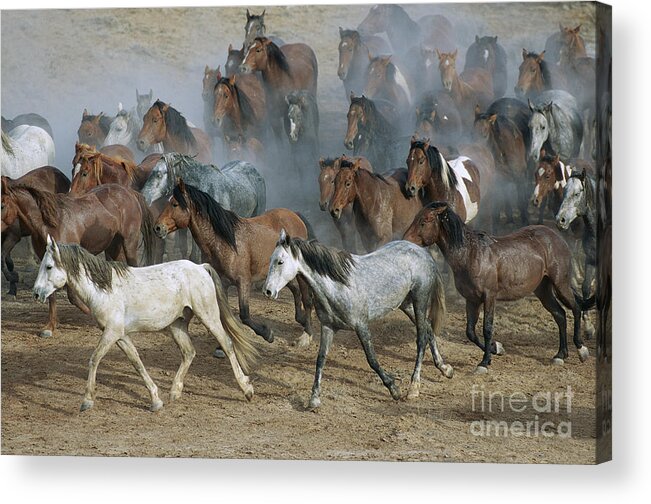 00340233 Acrylic Print featuring the photograph Family Band Of Mustangs by Yva Momatiuk and John Eastcott