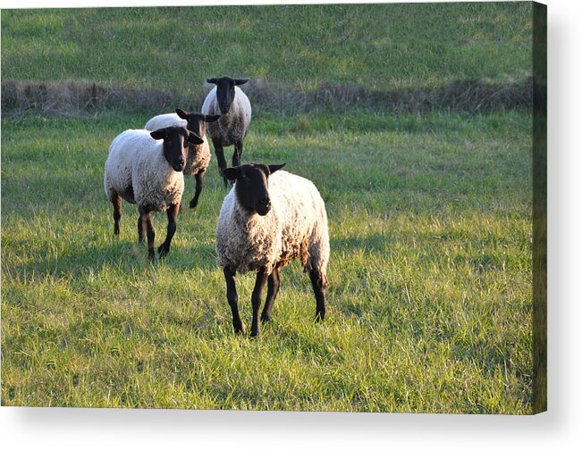 Animals Acrylic Print featuring the photograph Fancy Free by Jan Amiss Photography