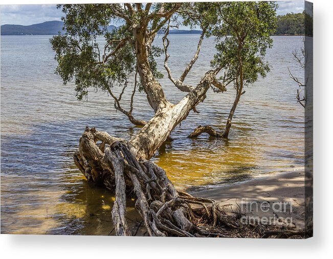 Tree Acrylic Print featuring the photograph Farewell by Jola Martysz