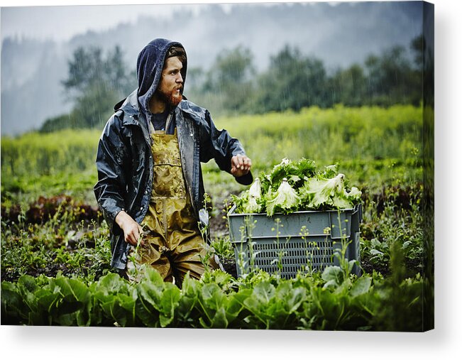 Expertise Acrylic Print featuring the photograph Farmer looking out across field while harvesting by Thomas Barwick