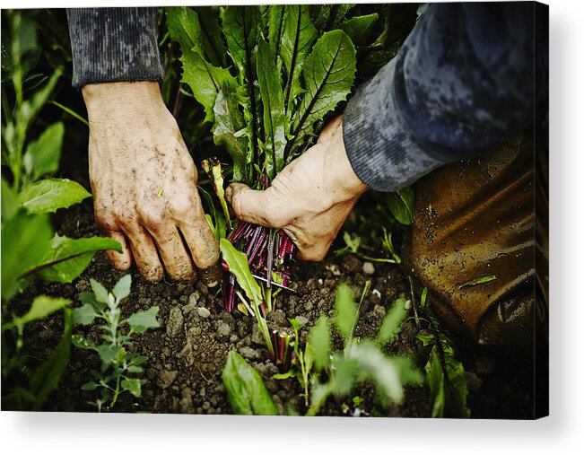 Expertise Acrylic Print featuring the photograph Farmers hands cutting dandelion greens by Thomas Barwick