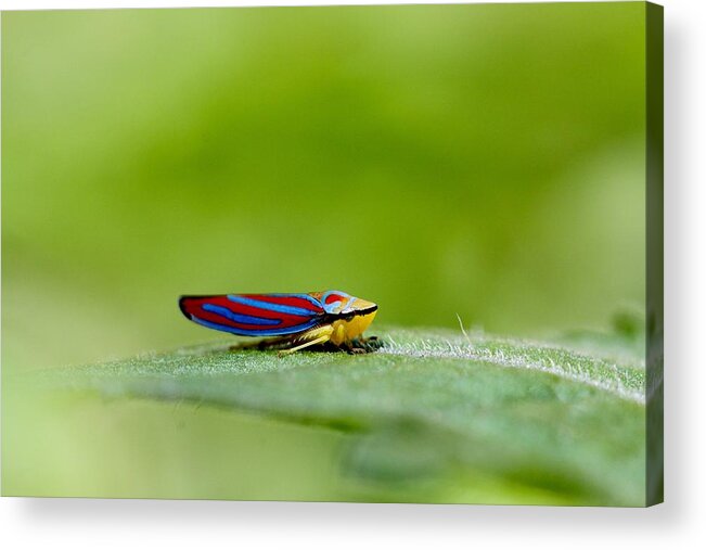 Leafhopper Acrylic Print featuring the photograph Fashion Bug - Leafhopper by Andrea Lazar