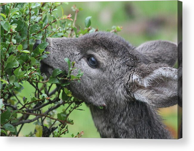 Animal Acrylic Print featuring the photograph Fawn In The Rain by KATIE Vigil