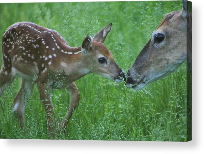 Fawn Whitetail Deer Acrylic Print featuring the photograph Fawn Kiss by John Dart