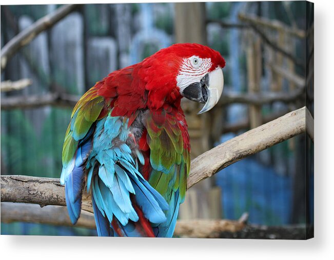 Parrot Acrylic Print featuring the photograph Feathers by Jackson Pearson