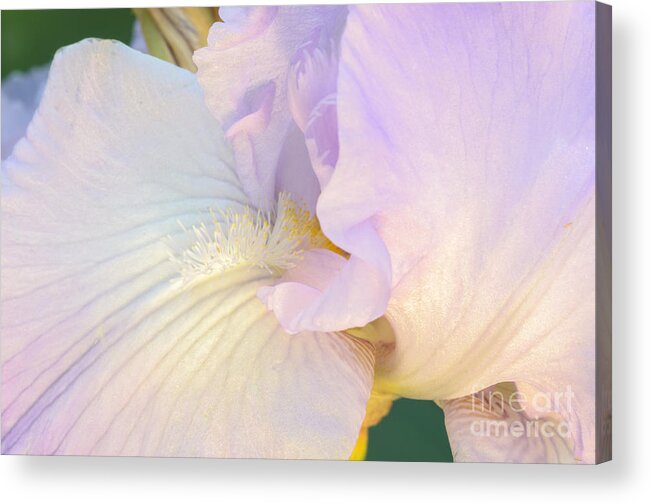 Iris Acrylic Print featuring the photograph Feathers Within by Tamara Becker