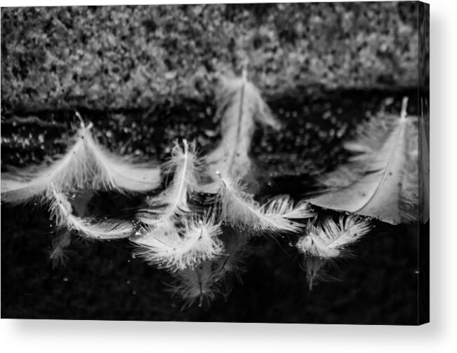 Feathers Acrylic Print featuring the photograph Angels Pass By - monochrome by Marilyn Wilson
