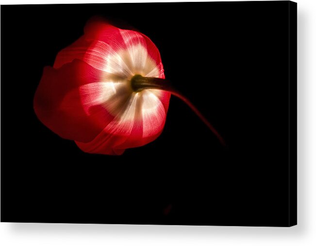 Flower Acrylic Print featuring the photograph Feathery Tulip by Andrew Soundarajan