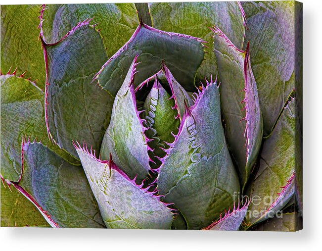 Feed Me Acrylic Print featuring the photograph Feed Me by Gary Holmes