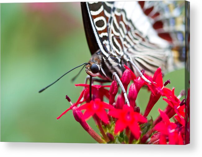 Butterfly Insect Acrylic Print featuring the photograph Feeding Butterfly by John Hoey