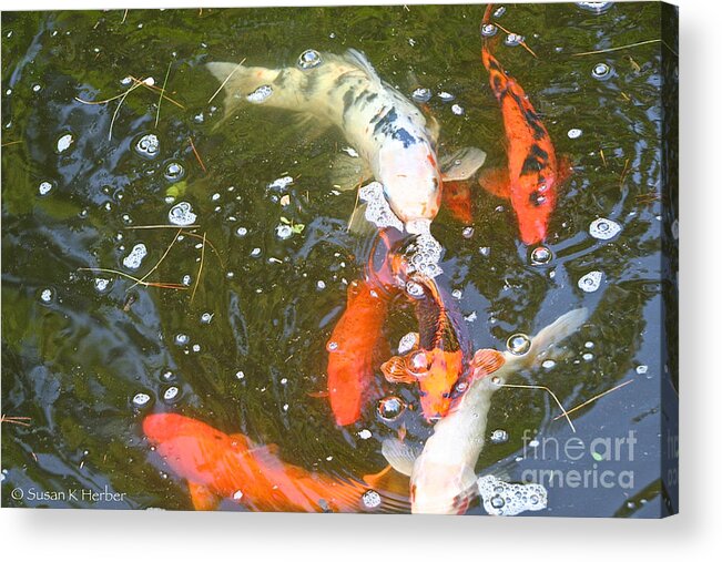 Koi Acrylic Print featuring the photograph Feeding Time by Susan Herber